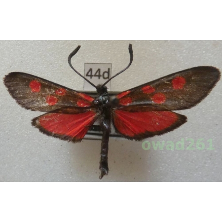 Zygaena meliloti Hübner, 1796 Bulgaria44d